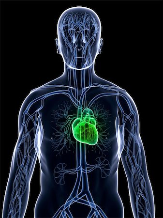 simsearch:400-04164497,k - 3d rendered illustration of a human body with healthy heart Stock Photo - Budget Royalty-Free & Subscription, Code: 400-04164493