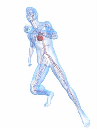 simsearch:400-04103615,k - 3d rendered x-ray illustration of a running skeleton with vascular system Foto de stock - Super Valor sin royalties y Suscripción, Código: 400-04164578