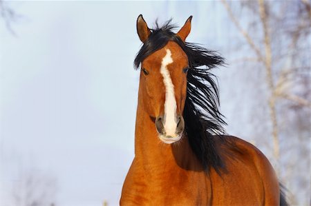 stallion - bay arab horse in winter Stock Photo - Budget Royalty-Free & Subscription, Code: 400-04164793