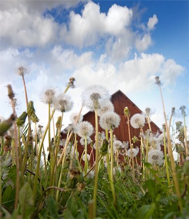 simsearch:400-04428532,k - Dandelions on a field with blue sky and a red barn in the background Photographie de stock - Aubaine LD & Abonnement, Code: 400-04164867