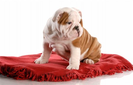 simsearch:400-07571868,k - nine week old english bulldog puppy sitting on a red blanket Fotografie stock - Microstock e Abbonamento, Codice: 400-04165116