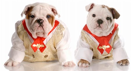 two english bulldog puppies dressed up wearing shirt and tie Stock Photo - Budget Royalty-Free & Subscription, Code: 400-04165118