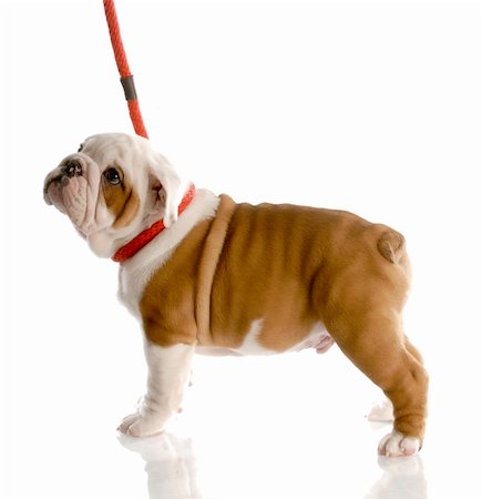 simsearch:400-05306211,k - nine week old english bulldog puppy on a red leash Stock Photo - Budget Royalty-Free & Subscription, Code: 400-04165111
