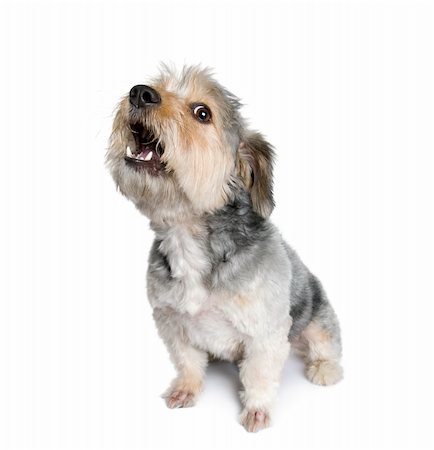 Cross Breed dog barking, 4 years old, in front of white background, studio shot Photographie de stock - Aubaine LD & Abonnement, Code: 400-04165686