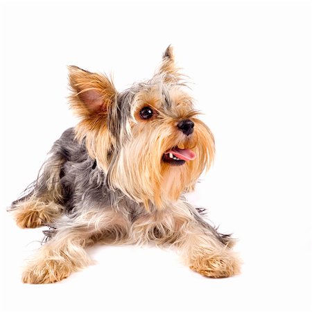 simsearch:400-04779959,k - pupyy Yorkshire Terrier in front of a white background Foto de stock - Super Valor sin royalties y Suscripción, Código: 400-04165947