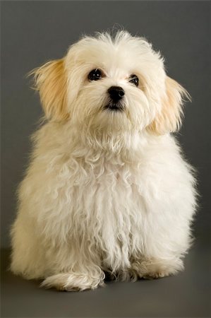 simsearch:400-03931819,k - picture of a maltese dog sitting and looking at something Fotografie stock - Microstock e Abbonamento, Codice: 400-04165953