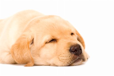 simsearch:400-08314966,k - sleepy Puppy Labrador retriever cream on white background Fotografie stock - Microstock e Abbonamento, Codice: 400-04165991