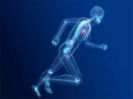 simsearch:400-04103615,k - 3d rendered illustration of a running skeleton with vascular system Stock Photo - Budget Royalty-Free & Subscription, Code: 400-04166387