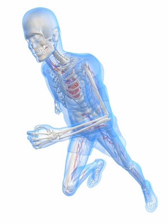 simsearch:400-04103615,k - 3d rendered illustration of a running skeleton with vascular system Foto de stock - Super Valor sin royalties y Suscripción, Código: 400-04166388