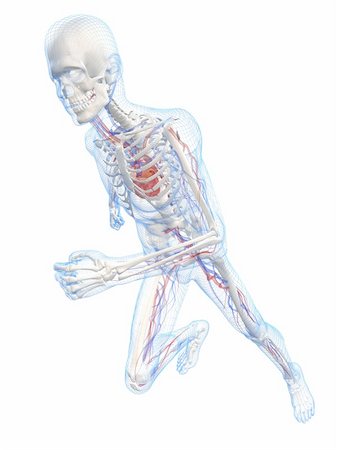 3d rendered illustration of a running skeleton with vascular system Stock Photo - Budget Royalty-Free & Subscription, Code: 400-04166389