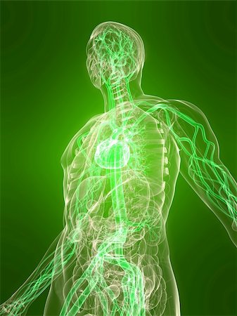 simsearch:400-04164497,k - 3d rendered illustration of a transparent body with healthy vascular system Stock Photo - Budget Royalty-Free & Subscription, Code: 400-04166397