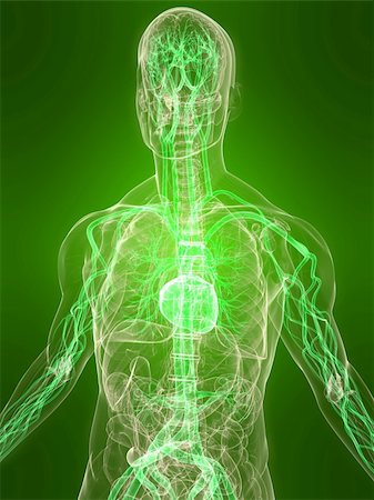 simsearch:400-04164497,k - 3d rendered illustration of a transparent body with healthy vascular system Stock Photo - Budget Royalty-Free & Subscription, Code: 400-04166399