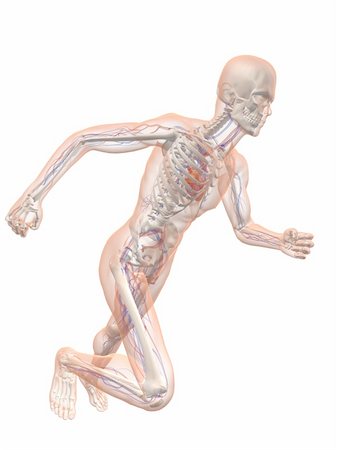 simsearch:400-04103615,k - 3d rendered illustration of a running skeleton with vascular system Foto de stock - Super Valor sin royalties y Suscripción, Código: 400-04166390