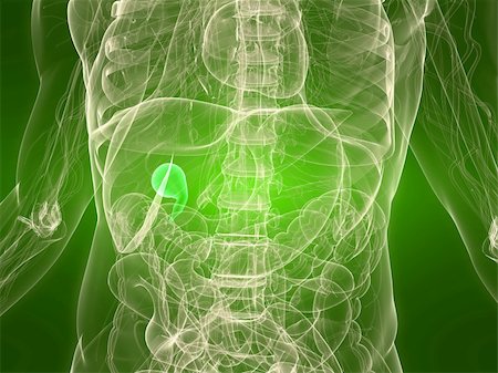 simsearch:400-04164497,k - 3d rendered illustration of a transparent torso with healthy gall bladder Stock Photo - Budget Royalty-Free & Subscription, Code: 400-04166406