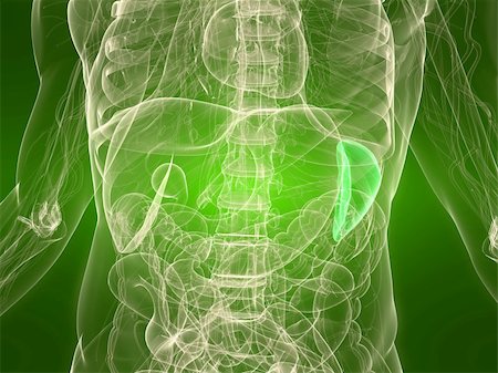 spielen - 3d rendered illustration of a transparent torso with healthy spleen Stock Photo - Budget Royalty-Free & Subscription, Code: 400-04166407