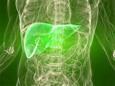 simsearch:400-04164497,k - 3d rendered illustration of a transparent torso with healthy liver Stock Photo - Budget Royalty-Free & Subscription, Code: 400-04166408