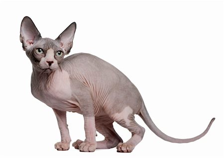Sphynx kitten (4 months old) in front of a white background Photographie de stock - Aubaine LD & Abonnement, Code: 400-04166694