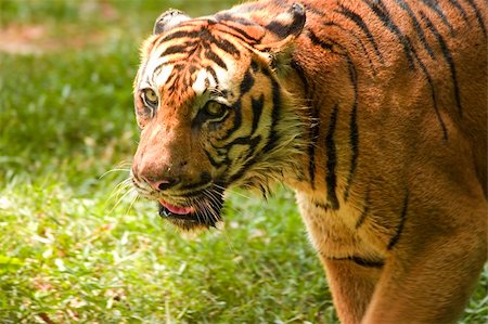 simsearch:400-08735377,k - potrait of a tiger Photographie de stock - Aubaine LD & Abonnement, Code: 400-04168158