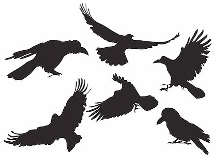 dead bird - Vector illustration collection of crow silhouette in different flight positions Stock Photo - Budget Royalty-Free & Subscription, Code: 400-04168167