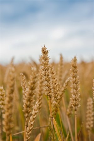 simsearch:400-04896751,k - Field of ripe wheat over cloudy sky Stock Photo - Budget Royalty-Free & Subscription, Code: 400-04169992
