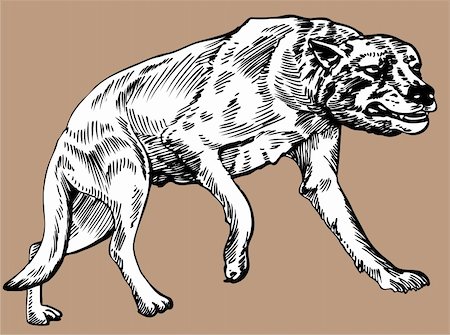 Hand drawn image of a dire wolf. Stockbilder - Microstock & Abonnement, Bildnummer: 400-04160980