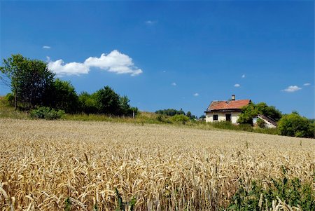 Wheat field and a blue sky and the old house Stock Photo - Budget Royalty-Free & Subscription, Code: 400-04161366