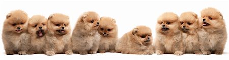 simsearch:400-04786451,k - A large group of pomeranian spitz puppy is sitting on the white background, isolated Stockbilder - Microstock & Abonnement, Bildnummer: 400-04161457