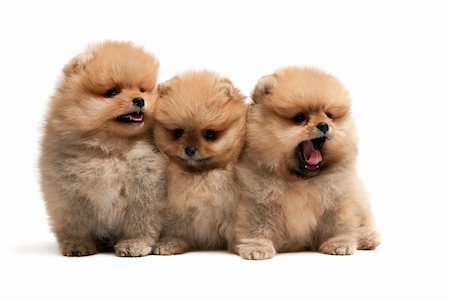 simsearch:400-04681788,k - Three sitting pomeranian spitz puppies, isolated on white Stockbilder - Microstock & Abonnement, Bildnummer: 400-04161462