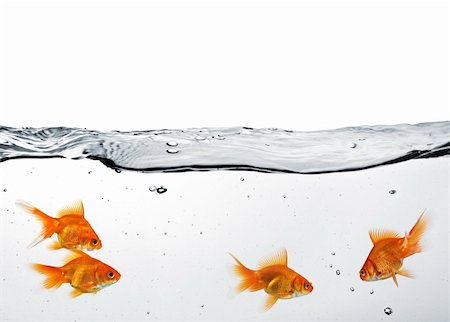 group of goldfish in water isolated on white background Stock Photo - Budget Royalty-Free & Subscription, Code: 400-04161492