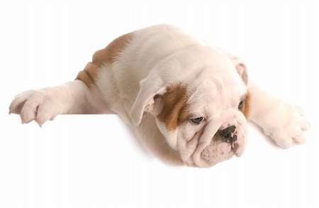 simsearch:400-08192678,k - eight week old english bulldog puppy hanging over white foreground Foto de stock - Super Valor sin royalties y Suscripción, Código: 400-04161667