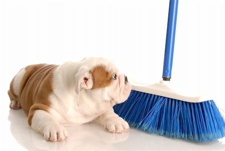 cleaning up after new puppy - eight week old english bulldog Stock Photo - Budget Royalty-Free & Subscription, Code: 400-04161668