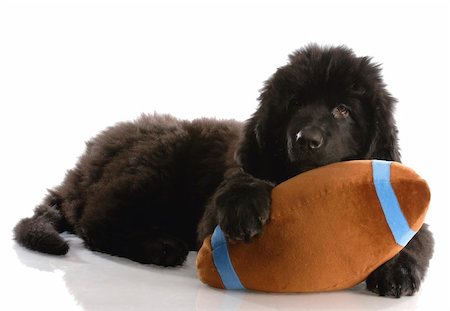 simsearch:400-04575931,k - newfoundland puppy playing with stuffed football - twelve weeks old Photographie de stock - Aubaine LD & Abonnement, Code: 400-04161884