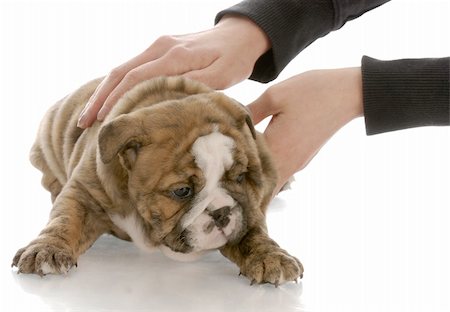 simsearch:400-09132532,k - hands picking up five week old english bulldog puppy Photographie de stock - Aubaine LD & Abonnement, Code: 400-04161881