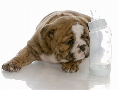 puppies drinking - bottle feeding young puppy - english bulldog puppy laying beside baby bottle Stock Photo - Budget Royalty-Free & Subscription, Code: 400-04161882