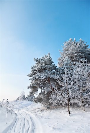 simsearch:400-05063238,k - track on the edge of a winter forest Stock Photo - Budget Royalty-Free & Subscription, Code: 400-04162856