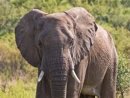 simsearch:400-04315148,k - Porteait of an African elephant bull Stock Photo - Budget Royalty-Free & Subscription, Code: 400-04163073