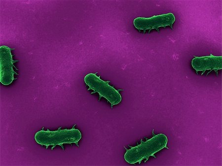 3d rendered close up of some isolated salmonella bacteria Foto de stock - Super Valor sin royalties y Suscripción, Código: 400-04163357