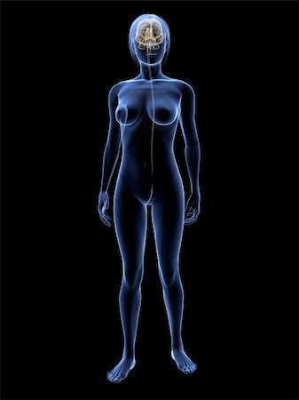 simsearch:400-04647012,k - 3d rendered 3d rendered illustration of transparent female body with brain Foto de stock - Royalty-Free Super Valor e Assinatura, Número: 400-04163408