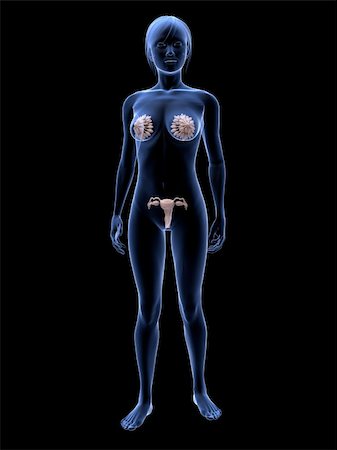 simsearch:400-04573090,k - 3d rendered illustration of transparent female body with highlighted mammary glands and uterus Stock Photo - Budget Royalty-Free & Subscription, Code: 400-04163403