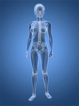3d rendered illustration of transparent female body with skeleton Stock Photo - Budget Royalty-Free & Subscription, Code: 400-04163427