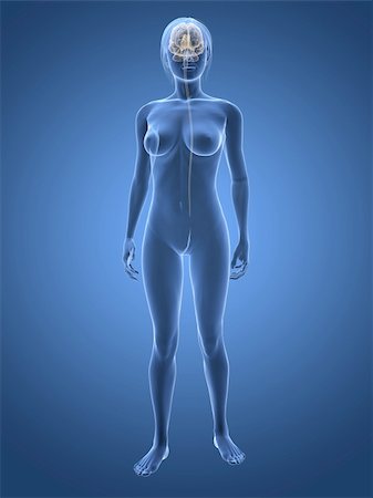 3d rendered 3d rendered illustration of transparent female body with brain Stock Photo - Budget Royalty-Free & Subscription, Code: 400-04163429