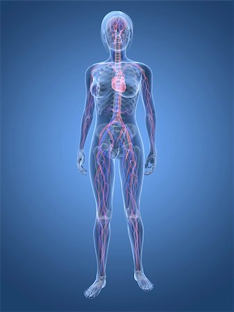 3d rendered illustration of transparent female body with highlighted vascular system Stockbilder - Microstock & Abonnement, Bildnummer: 400-04163466