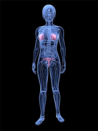 simsearch:400-04692127,k - 3d rendered illustration of transparent female body with highlighted mammary glands and uterus Photographie de stock - Aubaine LD & Abonnement, Code: 400-04163472