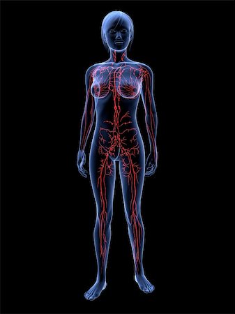 3d rendered illustration of transparent female body with highlighted lymphatic system Stock Photo - Budget Royalty-Free & Subscription, Code: 400-04163514