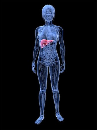 simsearch:400-04163509,k - 3d rendered illustration of transparent female body with highlighted liver Fotografie stock - Microstock e Abbonamento, Codice: 400-04163511
