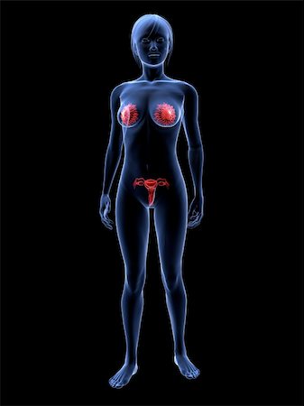 simsearch:400-04573090,k - 3d rendered illustration of transparent female body with highlighted mammary glands and uterus Stock Photo - Budget Royalty-Free & Subscription, Code: 400-04163528