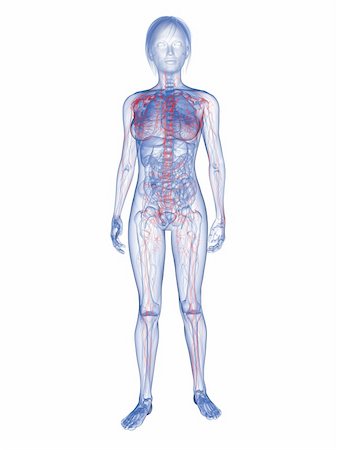 3d rendered illustration of transparent female body with highlighted lymphatic system Stock Photo - Budget Royalty-Free & Subscription, Code: 400-04163538