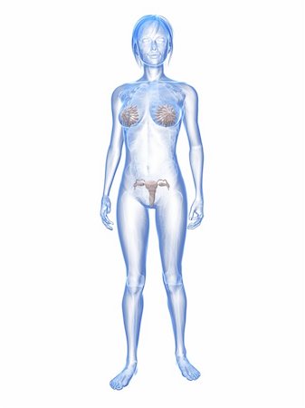 3d rendered illustration of transparent female body with highlighted mammary glands and uterus Stock Photo - Budget Royalty-Free & Subscription, Code: 400-04163533