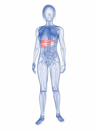 simsearch:400-04163509,k - 3d rendered illustration of transparent female body with highlighted liver Fotografie stock - Microstock e Abbonamento, Codice: 400-04163552