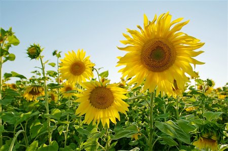 sunflower field rows - sunflower field on blue gradient sky Stock Photo - Budget Royalty-Free & Subscription, Code: 400-04163873